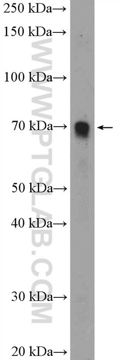 FBF1 Rabbit anti-Human, Mouse, Polyclonal, Proteintech:Antibodies:Primary