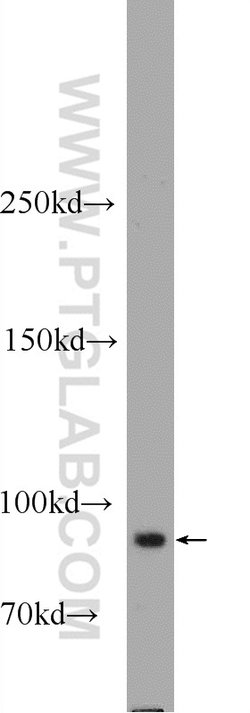 FBF1 Rabbit anti-Human, Mouse, Polyclonal, Proteintech:Antibodies:Primary
