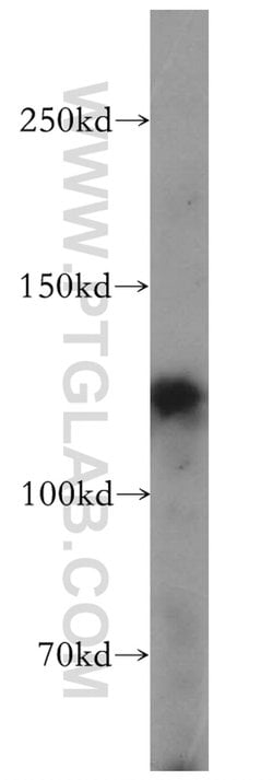FBF1 Rabbit anti-Human, Mouse, Polyclonal, Proteintech:Antibodies:Primary