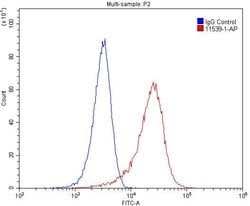 MAGED1 Rabbit anti-Human, Mouse, Rat, Polyclonal, Proteintech:Antibodies:Primary