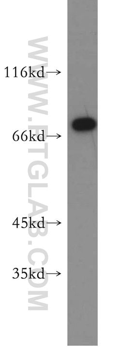 MAGED1 Rabbit anti-Human, Mouse, Rat, Polyclonal, Proteintech:Antibodies:Primary
