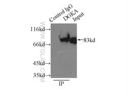 DGKA Rabbit anti-Human, Mouse, Rat, Polyclonal, Proteintech 150 &mu;L;