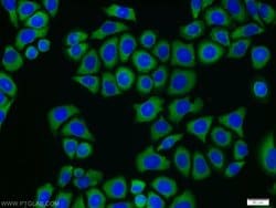 CAMKK2 Rabbit anti-Human, Mouse, Polyclonal, Proteintech:Antibodies:Primary