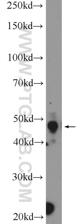 PYGO2 Rabbit anti-Human, Mouse, Rat, Polyclonal, Proteintech 20 &mu;L; Unconjugated 