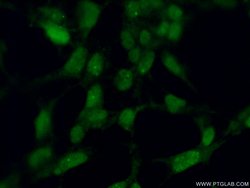 ING2 Rabbit anti-Human, Mouse, Rat, Polyclonal, Proteintech 150 &mu;L;