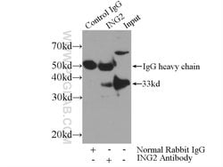 ING2 Rabbit anti-Human, Mouse, Rat, Polyclonal, Proteintech 150 &mu;L;