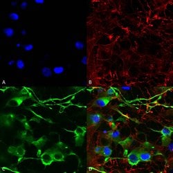 K+/Cl-Cotransporter (KCC2) Monoclonal Antibody (S1-12), QED Bioscience 100 &mu;g | Buy Online | Leinco Technologies Inc | Fisher Scientific