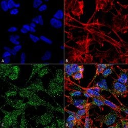 K+/Cl-Cotransporter (KCC2) Monoclonal Antibody (S1-12), QED Bioscience 100 &mu;g | Buy Online | Leinco Technologies Inc | Fisher Scientific
