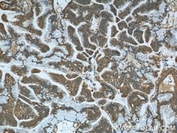 STIM1 Rabbit anti-Human, Mouse, Polyclonal, Proteintech 150 &mu;L; Unconjugated:Anticuerpos