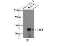STIM1 Rabbit anti-Human, Mouse, Polyclonal, Proteintech 150 &mu;L; Unconjugated:Anticuerpos