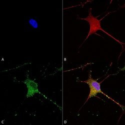 SUR1 Monoclonal Antibody (S289-16), QED Bioscience 100 &mu;g; Unconjugated:Antibodies,