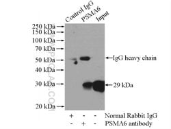 PSMA6 Rabbit anti-Human, Mouse, Rat, Polyclonal, Proteintech:Antibodies:Primary