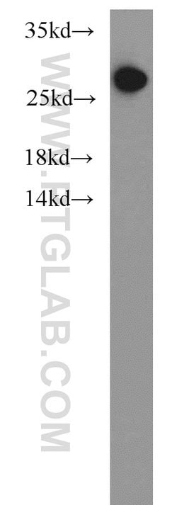 PSMA6 Rabbit anti-Human, Mouse, Rat, Polyclonal, Proteintech:Antibodies:Primary