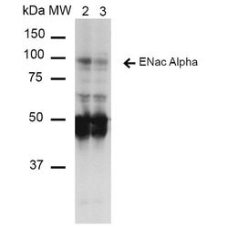 ENaC alpha Monoclonal Antibody (14E10), QED Bioscience 100 &mu;g; Unconjugated:Antibodies,