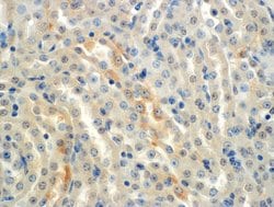 ENaC alpha Monoclonal Antibody (2G4), QED Bioscience 100 &mu;g; Unconjugated:Antibodies,