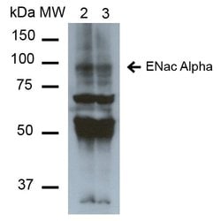 ENaC alpha Monoclonal Antibody (2G4), QED Bioscience 100 &mu;g; Unconjugated:Antibodies,