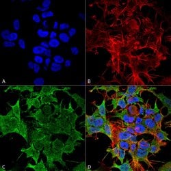 TASK1 Potassium Channel Monoclonal Antibody (S374-48), QED Bioscience 100