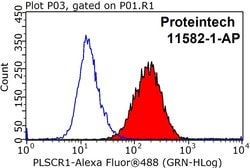 PLSCR1 Rabbit anti-Human, Mouse, Rat, Polyclonal, Proteintech:Antibodies:Primary
