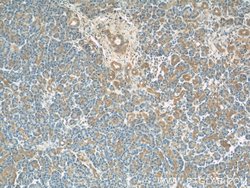 PLSCR1 Rabbit anti-Human, Mouse, Rat, Polyclonal, Proteintech:Antibodies:Primary