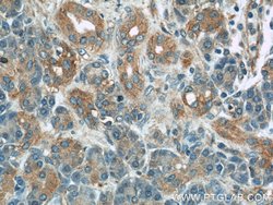 PLSCR1 Rabbit anti-Human, Mouse, Rat, Polyclonal, Proteintech:Antibodies:Primary