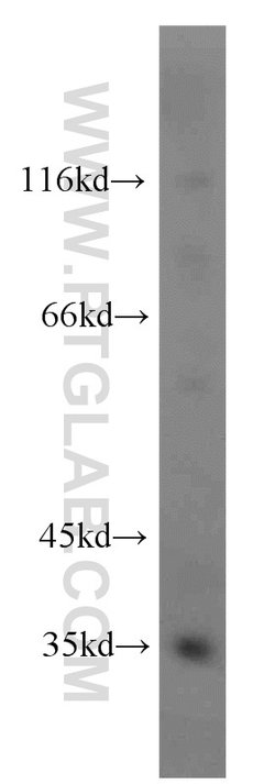 PLSCR1 Rabbit anti-Human, Mouse, Rat, Polyclonal, Proteintech:Antibodies:Primary