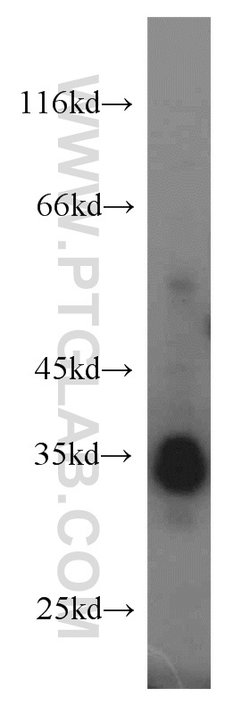 PLSCR1 Rabbit anti-Human, Mouse, Rat, Polyclonal, Proteintech:Antibodies:Primary