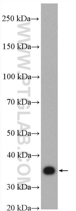 PLSCR1 Rabbit anti-Human, Mouse, Rat, Polyclonal, Proteintech:Antibodies:Primary