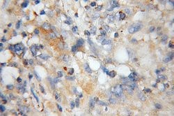 Cyclophilin B Rabbit anti-Human, Mouse, Polyclonal, Proteintech 150 &mu;L;