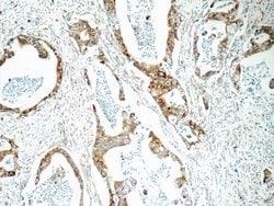 Cyclophilin B Rabbit anti-Human, Mouse, Polyclonal, Proteintech 150 &mu;L;