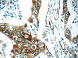 Cyclophilin B Rabbit anti-Human, Mouse, Polyclonal, Proteintech 150 &mu;L;