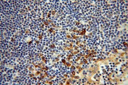 Cyclophilin B Rabbit anti-Human, Mouse, Polyclonal, Proteintech 150 &mu;L;