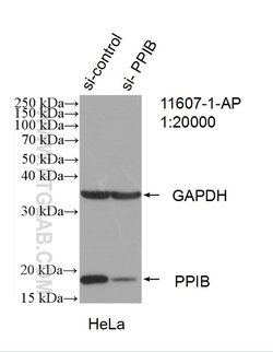 Cyclophilin B Rabbit anti-Human, Mouse, Polyclonal, Proteintech 150 &mu;L;