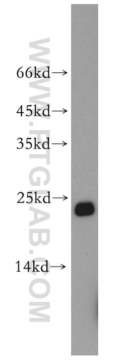 Cyclophilin B Rabbit anti-Human, Mouse, Polyclonal, Proteintech 150 &mu;L;