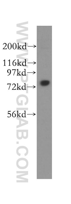 CPSF3 Rabbit anti-Human, Mouse, Rat, Polyclonal, Proteintech 150 &mu;L;