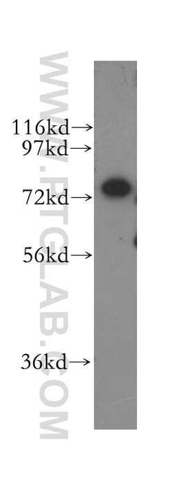 CPSF3 Rabbit anti-Human, Mouse, Rat, Polyclonal, Proteintech 150 &mu;L;