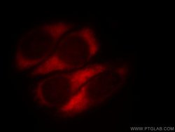 MTX2 Rabbit anti-Human, Mouse, Rat, Polyclonal, Proteintech:Antibodies:Primary