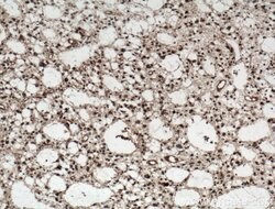 MTX2 Rabbit anti-Human, Mouse, Rat, Polyclonal, Proteintech:Antibodies:Primary