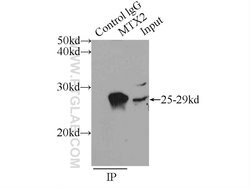 MTX2 Rabbit anti-Human, Mouse, Rat, Polyclonal, Proteintech:Antibodies:Primary