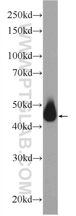 MIG6/ERRFI1 Rabbit anti-Human, Mouse, Rat, Polyclonal, Proteintech:Antibodies:Primary