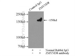 ZMYND8 Rabbit anti-Human, Mouse, Rat, Polyclonal, Proteintech:Antibodies:Primary