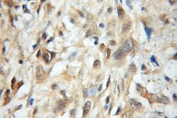 MRFAP1 Rabbit anti-Human, Polyclonal, Proteintech:Antibodies:Primary Antibodies