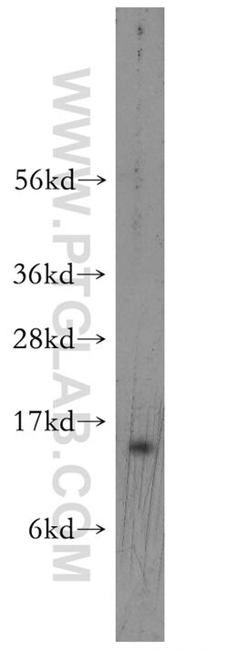 MRFAP1 Rabbit anti-Human, Polyclonal, Proteintech:Antibodies:Primary Antibodies