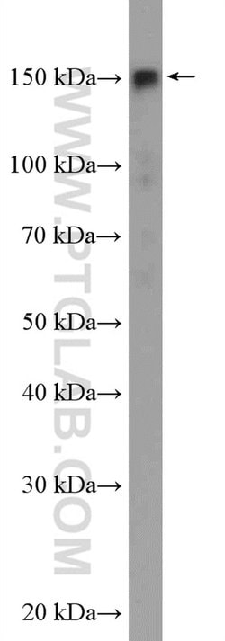 SAFB2 Rabbit anti-Human, Rat, Polyclonal, Proteintech:Antibodies:Primary
