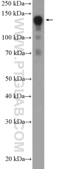 SAFB2 Rabbit anti-Human, Rat, Polyclonal, Proteintech:Antibodies:Primary
