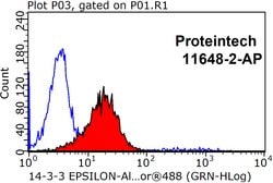 14-3-3 epsilon Rabbit anti-Human, Mouse, Rat, Polyclonal, Proteintech:Antibodies:Primary