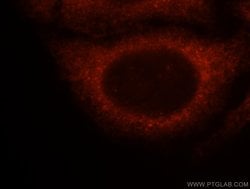 14-3-3 epsilon Rabbit anti-Human, Mouse, Rat, Polyclonal, Proteintech:Antibodies:Primary