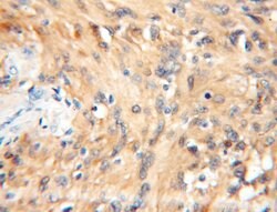 14-3-3 epsilon Rabbit anti-Human, Mouse, Rat, Polyclonal, Proteintech:Antibodies:Primary