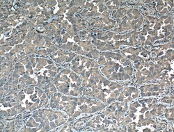 14-3-3 epsilon Rabbit anti-Human, Mouse, Rat, Polyclonal, Proteintech:Antibodies:Primary