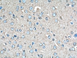 14-3-3 epsilon Rabbit anti-Human, Mouse, Rat, Polyclonal, Proteintech:Antibodies:Primary
