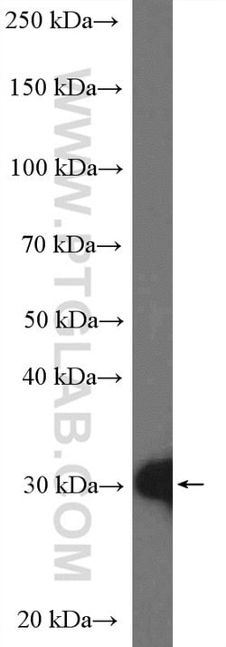 14-3-3 epsilon Rabbit anti-Human, Mouse, Rat, Polyclonal, Proteintech:Antibodies:Primary